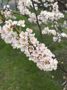 What's in the Orchard: Great Fruit Trees for Cold-Weather ...